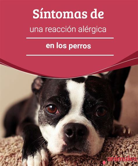 Síntomas De Una Reacción Alérgica En Los Perros Perros Alergias En