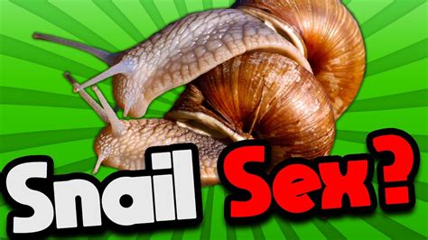 How Do Snails Mate YouTube