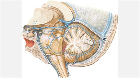Сосуды и нервы головного мозга - презентация онлайн