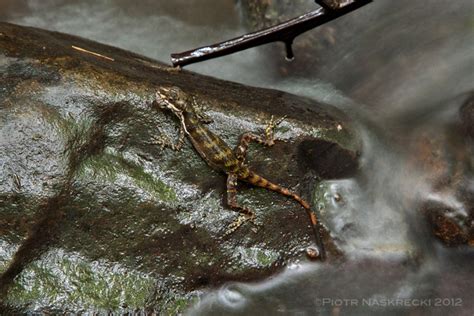 Aquatic Anole Forages Underwater – Anole Annals