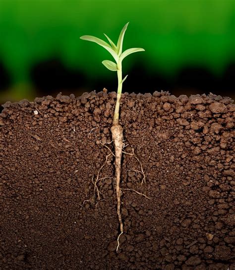 Growing plant with underground root ... | Stock image | Colourbox