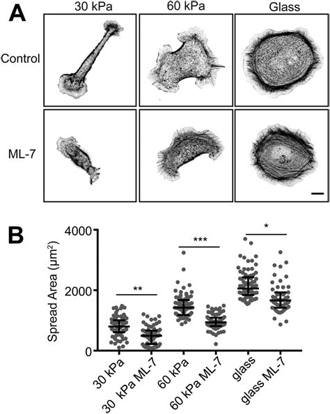 Changes In E Cadherin Rigidity Sensing Regulate Cell Adhesion PNAS