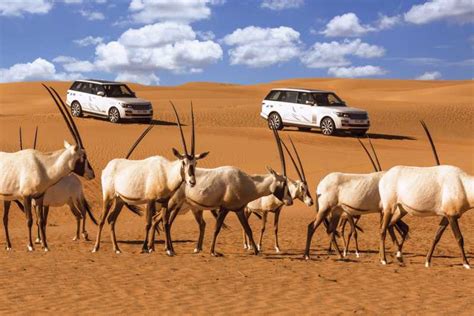 Dubai: Desert Conservation Reserve Tour mit Frühstück | GetYourGuide