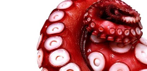 Pulpo Propiedades Y Valor Nutricional De Este Alimento