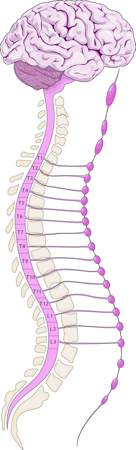 Nervous System Clipart