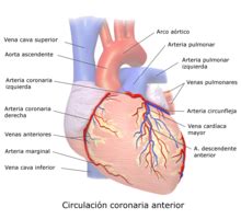 Circulaci N Coronaria Wikipedia La Enciclopedia Libre