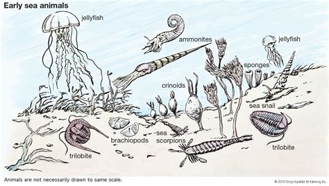 Animal - Diversity, Classification, Evolution | Britannica