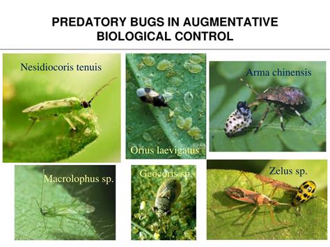 Ppt New Developments In The Mass Production Of Predatory Bugs Powerpoint Presentation Id2323760