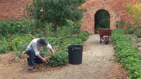 Liquorice Plant - Gardening Australia