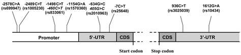 Structure Of Vegf Gene And Position Of Vegf Snps Relative To