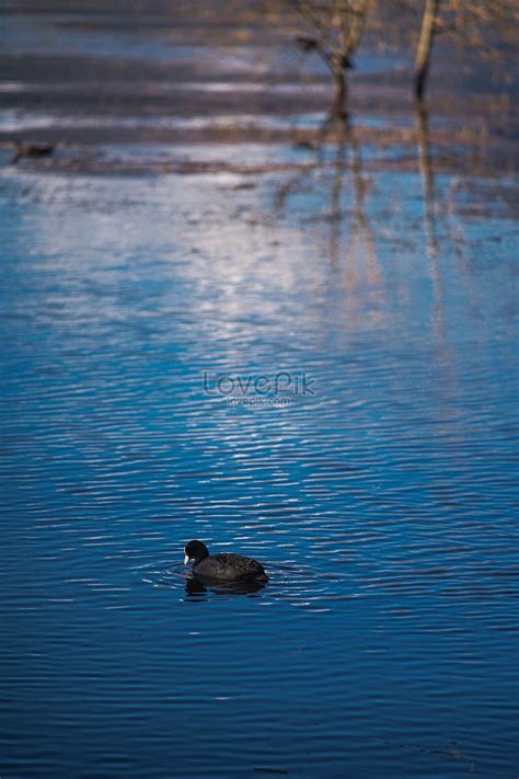 Ducks In Water Picture And HD Photos | Free Download On Lovepik