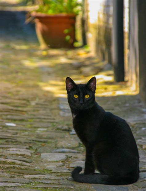 cute cat names for black cats 8