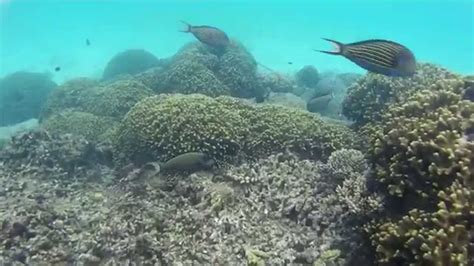 Gay Maldives What S It Like Travelling In The Maldives As A Gay Couple Youtube