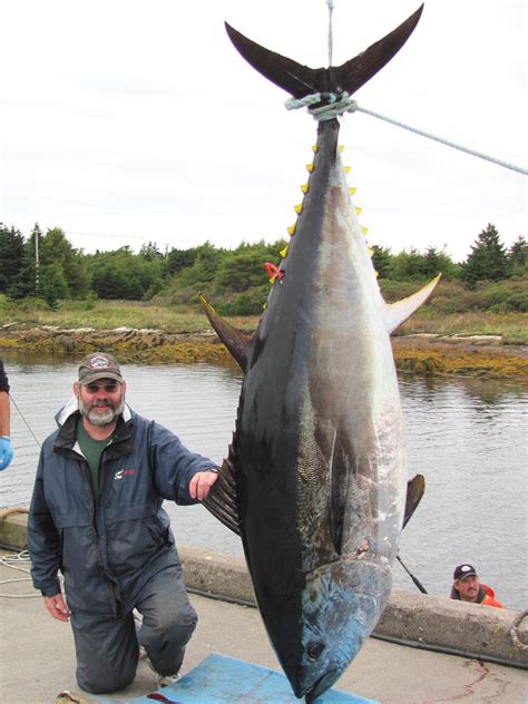 World Record Tuna Charters Bluefin Tuna Fishing Charters Nova Scotia Canada