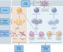 Microbio Homework Adaptive Immunity Flashcards Quizlet
