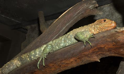 Caiman lizard - San Francisco Zoo & Gardens