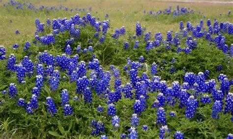 The Texas State Flower By Lou Ann · 365 Project