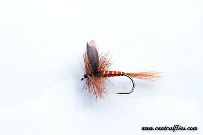 red spinner dry fly pattern