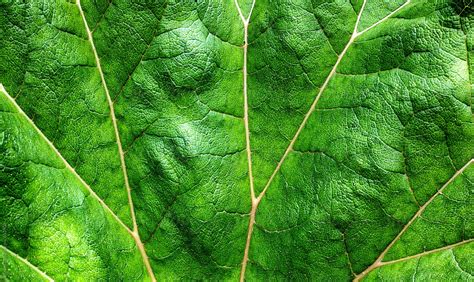 «Vibrant Gunnera Leaf In Summer» del colaborador de Stocksy «Marcel ...