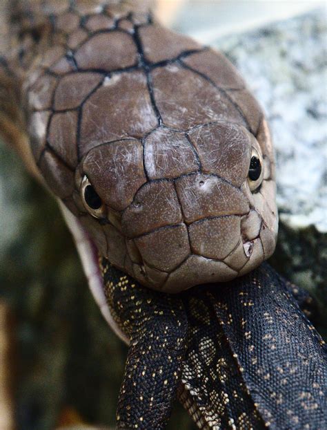 My friend and I saw a king cobra feeding IN THE WILD and he snapped ...