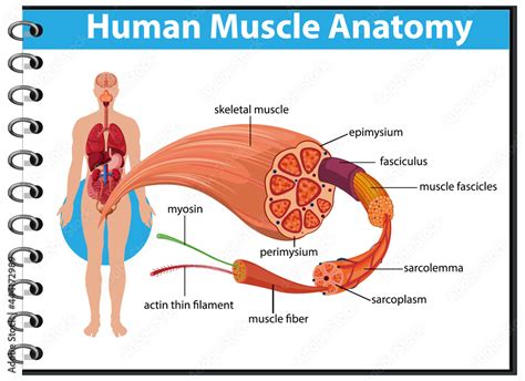 Human muscle anatomy with body anatomy Stock Vector | Adobe Stock