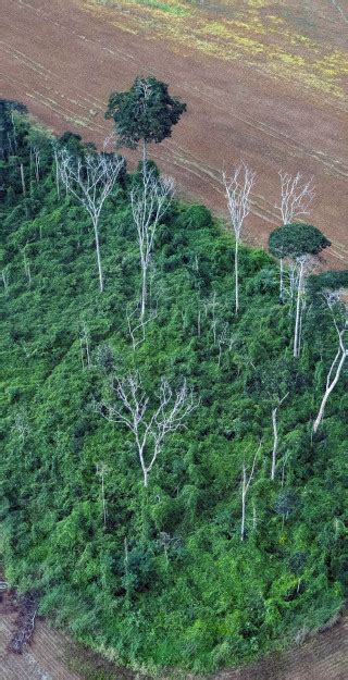 Human Activity Has Degraded More Than A Third Of The Remaining Amazon