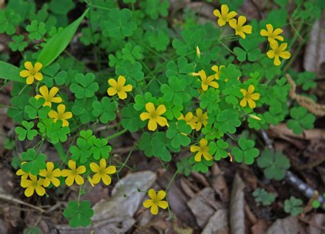 Oxalis Stricta Yellow Wood Sorrel Pittsburgh Parks Conservancy