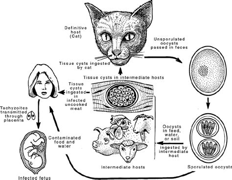 Toxoplasmosis Cycle