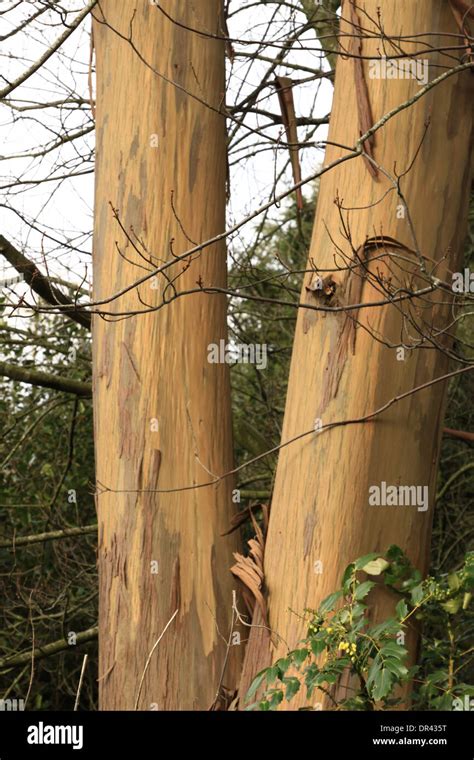 Eucalyptus Tree Peeling Bark Hi Res Stock Photography And Images Alamy