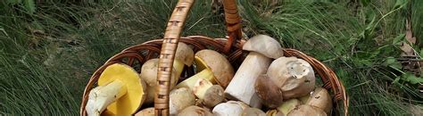 Comment Ramasser Les Champignons Klorane Botanical Foundation