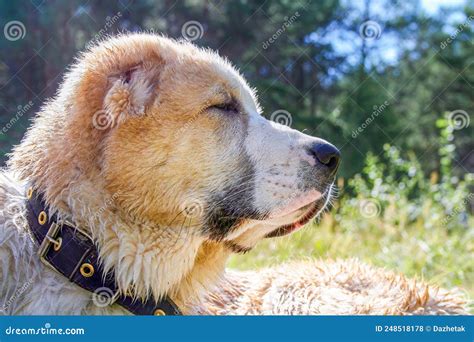 Central Asian Shepherd Dog Alabay Or Alabai Is A Livestock Guardian