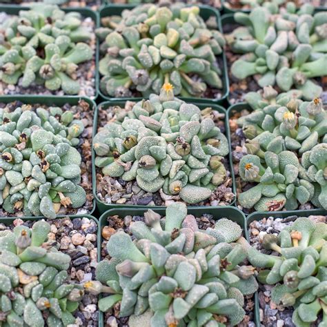 Aloinopsis luckhoffii | Leaf & Clay®
