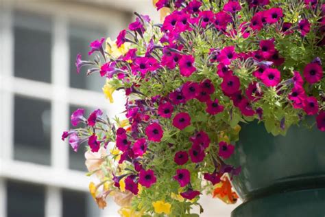 Fertiliser les pétunias Faire fleurir les pétunias tout au long de l