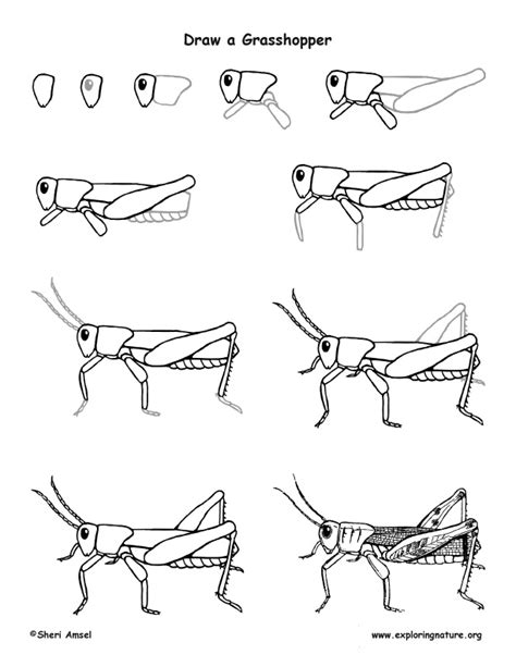 Grasshopper Insect Drawing