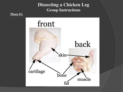 Ppt Dissecting A Chicken Leg Powerpoint Presentation Free Download