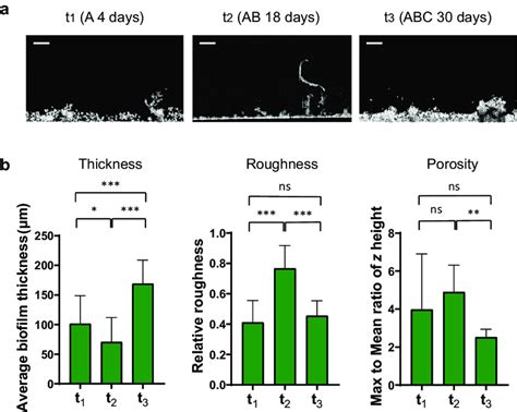 Changes Of The Periphyton Physical Structure During Its Establishment