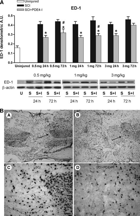 Phosphodiesterase Type 4 Inhibitor Pde4 I Treatment Decreases