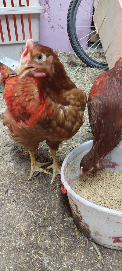 3 Rhode Island Reds Gender Backyard Chickens Learn How To Raise Chickens