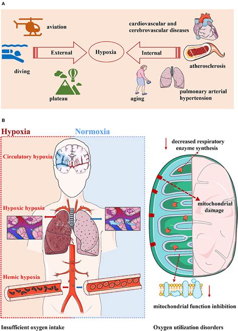 Frontiers Hypoxia And Alpha Synuclein Inextricable Link Underlying