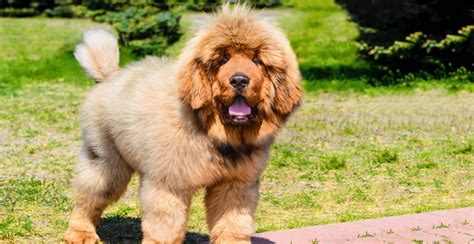 tibetan mastiff guide lifespan size characteristics