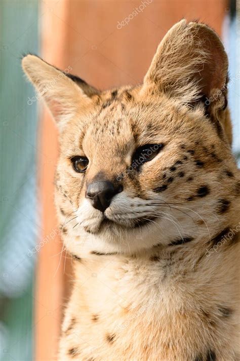 gato serval en el zoológico de Ucrania una especie rara de gatos un