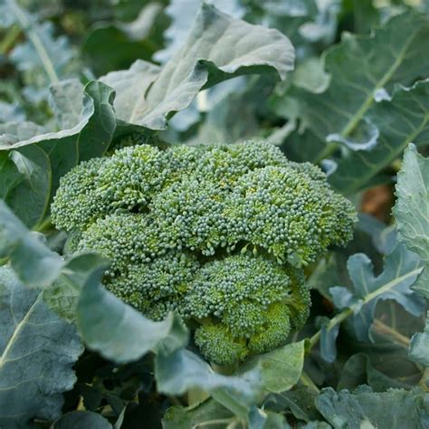 How To Grow Broccoli From Seed To Harvest Simplify Live Love