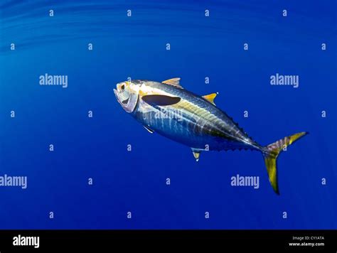 Yellowfin Tuna Thunnus Albacares Hi Res Stock Photography And Images