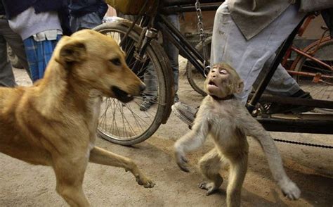 A monkey tried to play a joke on a dog (2 pics) - Izismile.com