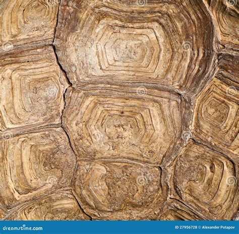 Brown Turtle Shell Background Stock Photo - Image of protection ...