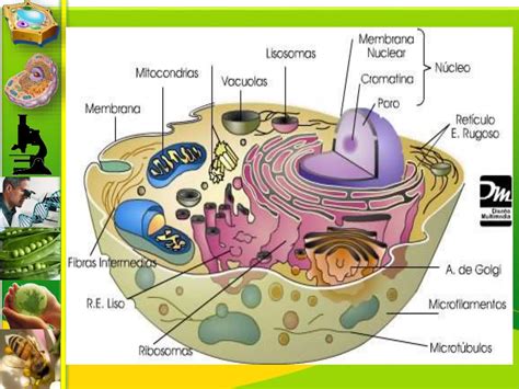 Ciencias Naturales La Celula Y Sus Organelospptx Descarga Gratuita