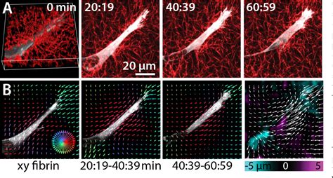 Figure 1 From A Cytoskeletal Clutch Mediates Cellular Force Transmission In A Soft Three