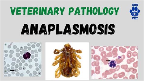 Bovine Anaplasmosis Veterinary Pathology Youtube