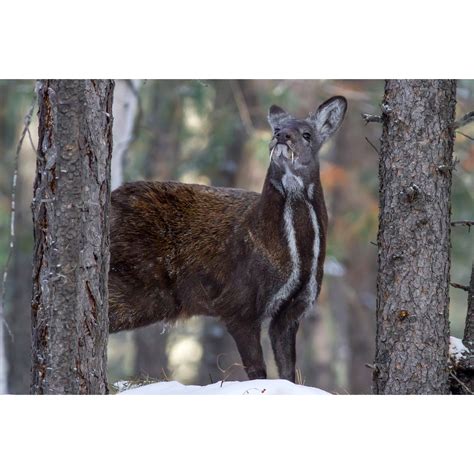 Кабарги (Moschus) | LifeCatalog