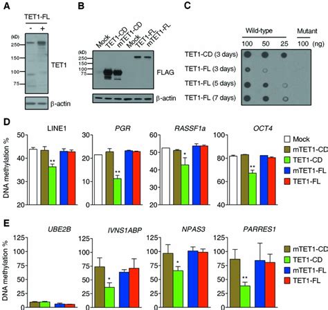 5hmC Production And DNA Demethylation Induced By TET1 Overexpression